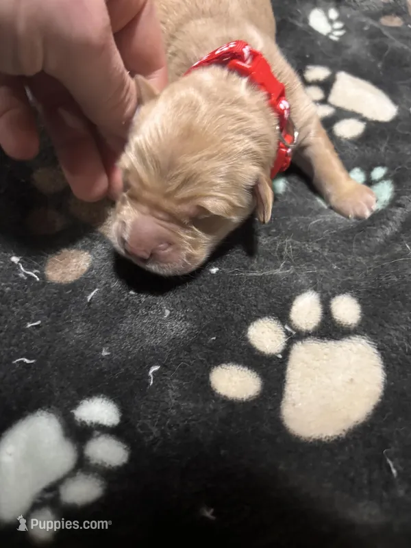 Everest – Golden Retriever puppy for sale in Denver, CO