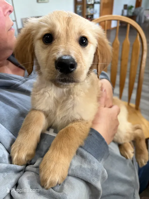 Arlo – Golden Retriever puppy for sale in Colorado Springs, CO