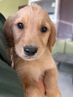 Moose, a male Golden Retriever for sale in Colorado Springs, CO – 2 of 2