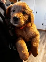 Winston , a male Golden Retriever for sale in Iowa City, IA – Photo 1 of 4