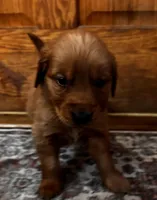 Prince , a male Golden Retriever for sale in Colorado Springs, CO – Photo 4 of 6