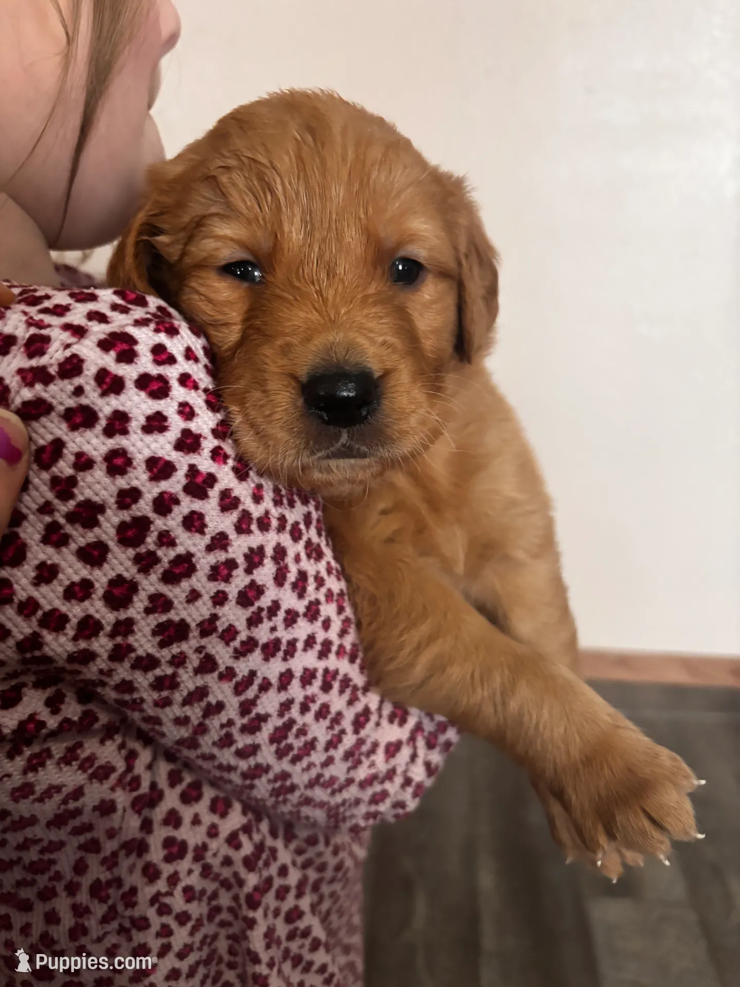 Prince (Orange), a male Golden Retriever for sale in Colorado Springs, CO – Photo 4 of 6