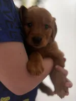 Prince , a male Golden Retriever for sale in Colorado Springs, CO – Photo 2 of 6