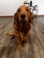 Winston , a male Golden Retriever for sale in Colorado Springs, CO – Photo 2 of 3