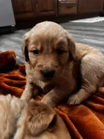 Prince (Orange), a male Golden Retriever for sale in Colorado Springs, CO – Photo 3 of 6