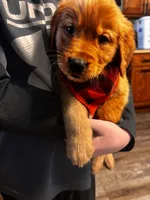 Prince , a male Golden Retriever for sale in Colorado Springs, CO – Photo 1 of 6