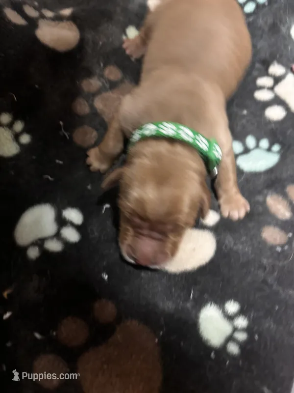 Hank – Golden Retriever puppy for sale in Colorado Springs, CO