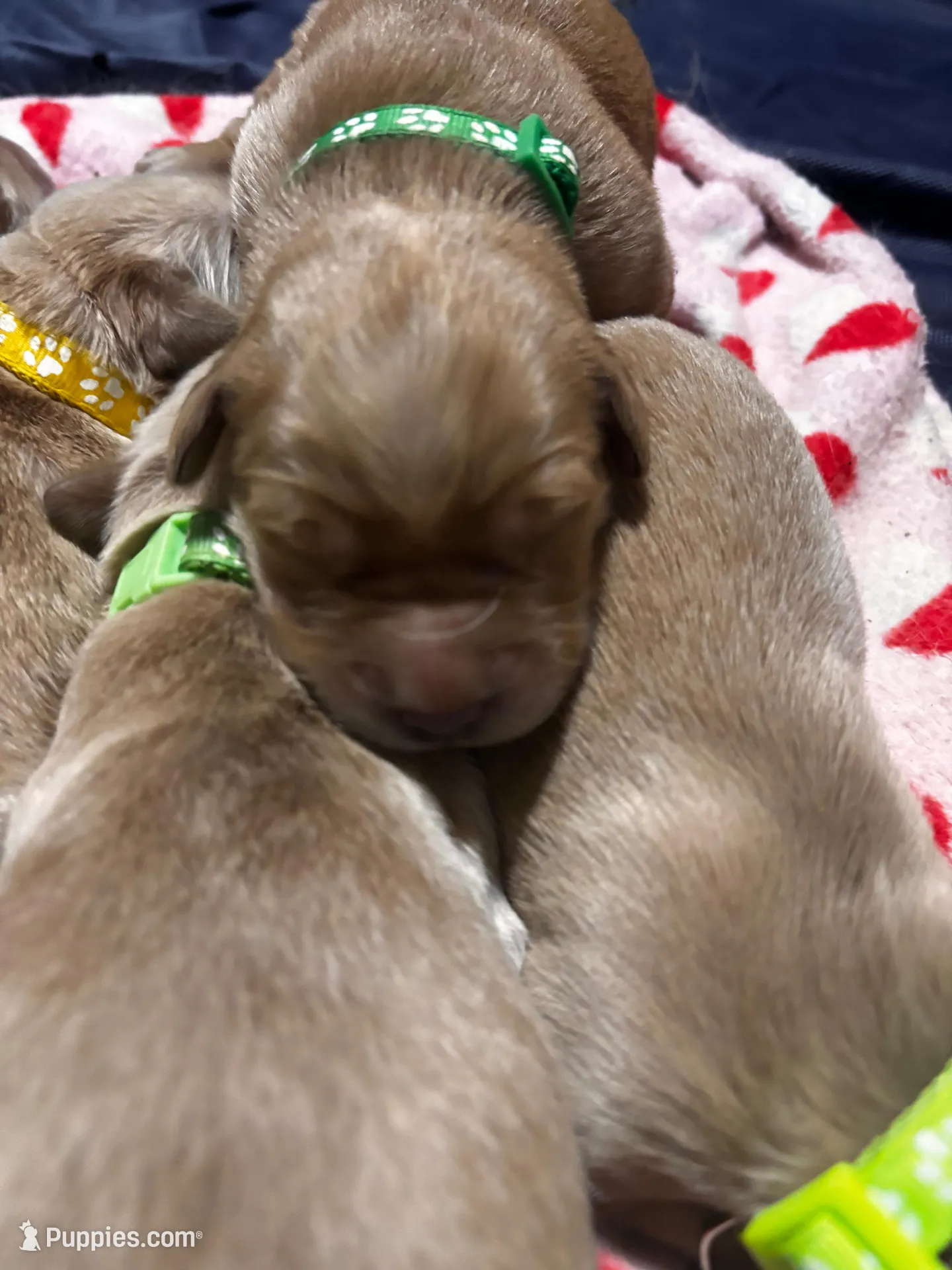 Rocky – Golden Retriever puppy for sale in Denver, CO
