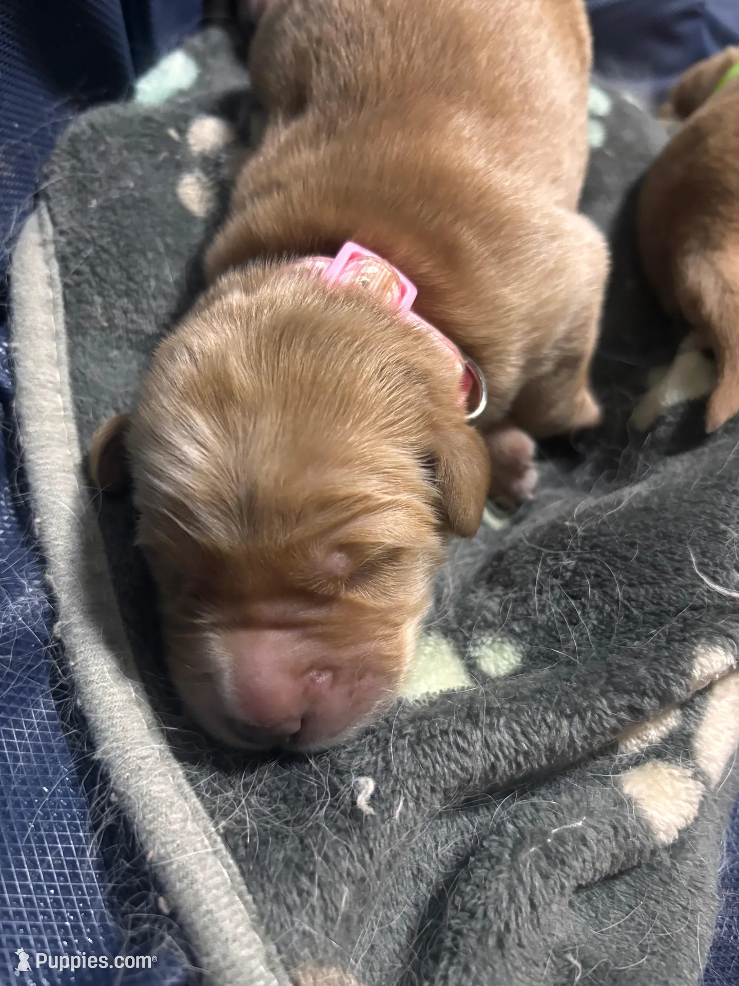Skye – Golden Retriever puppy for sale in Denver, CO