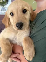 Arlo, a male Golden Retriever for sale in Colorado Springs, CO – 2 of 2