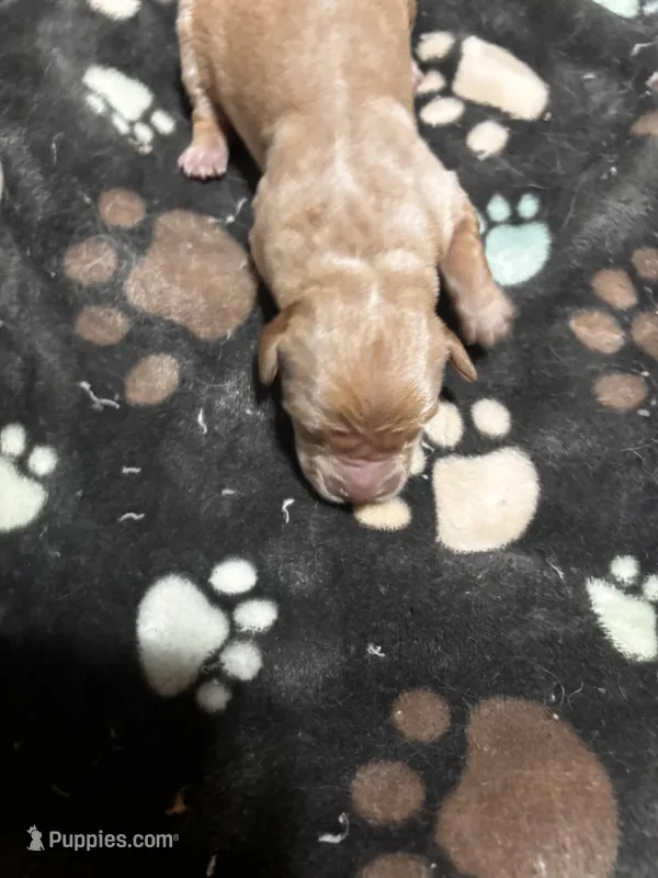 Rhiannon  – Golden Retriever puppy for sale in Colorado Springs, CO