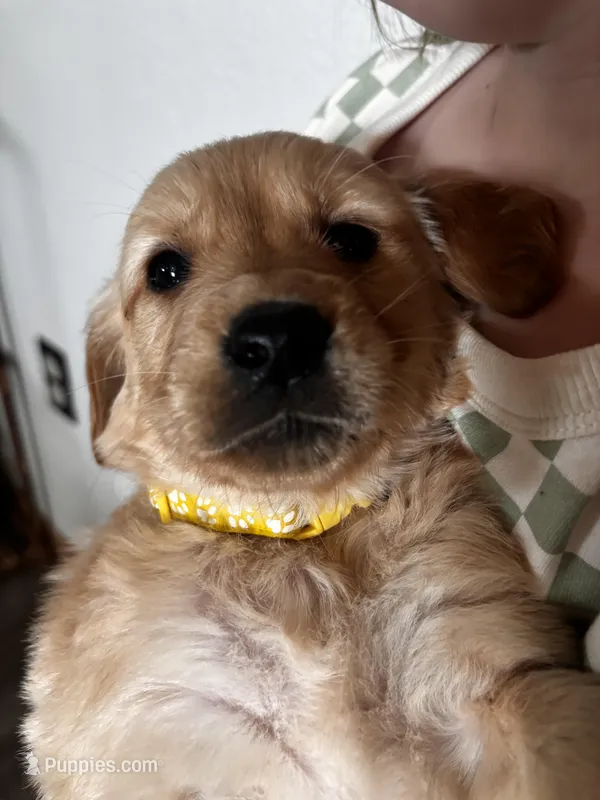 Liberty – Golden Retriever puppy on hold in Colorado Springs, CO