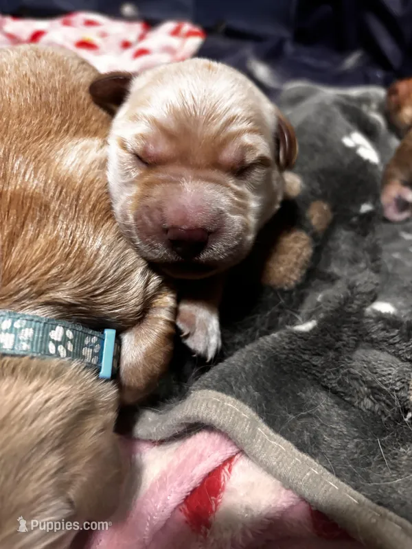 Liberty – Golden Retriever puppy on hold in Denver, CO