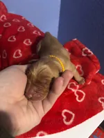 Belle, a female Golden Retriever for sale in Colorado Springs, CO – Photo 6 of 9