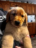 Bella, a female Golden Retriever for sale in Colorado Springs, CO – Photo 1 of 3