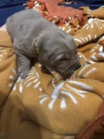 Belle, a female Golden Retriever for sale in Colorado Springs, CO – Photo 3 of 9