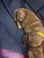 Belle, a female Golden Retriever for sale in Colorado Springs, CO – Photo 5 of 9