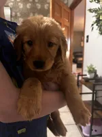 Belle, a female Golden Retriever for sale in Colorado Springs, CO – Photo 1 of 9