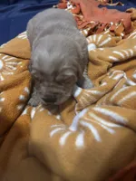 Belle, a female Golden Retriever for sale in Colorado Springs, CO – Photo 4 of 9