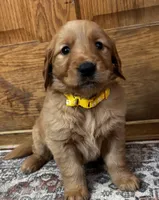 Belle, a female Golden Retriever for sale in Colorado Springs, CO – Photo 2 of 9