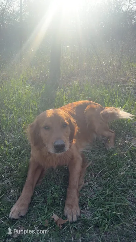Poppy/Copper March Litter  – Golden Retriever puppy for sale in Colorado Springs, CO