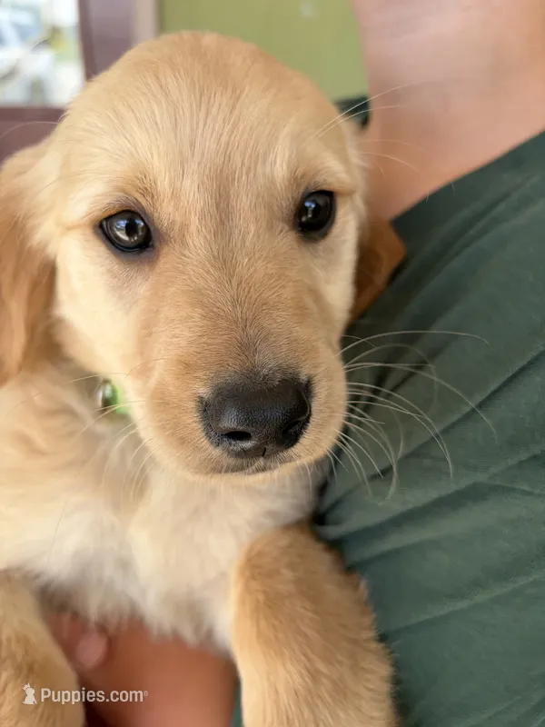 Arlo – Golden Retriever puppy for sale in Colorado Springs, CO