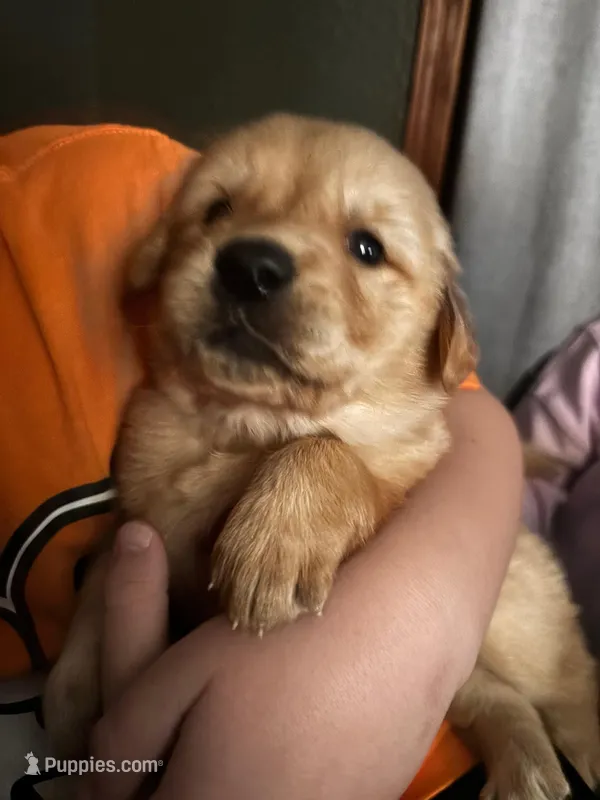 Everest – Golden Retriever puppy for sale in Colorado Springs, CO