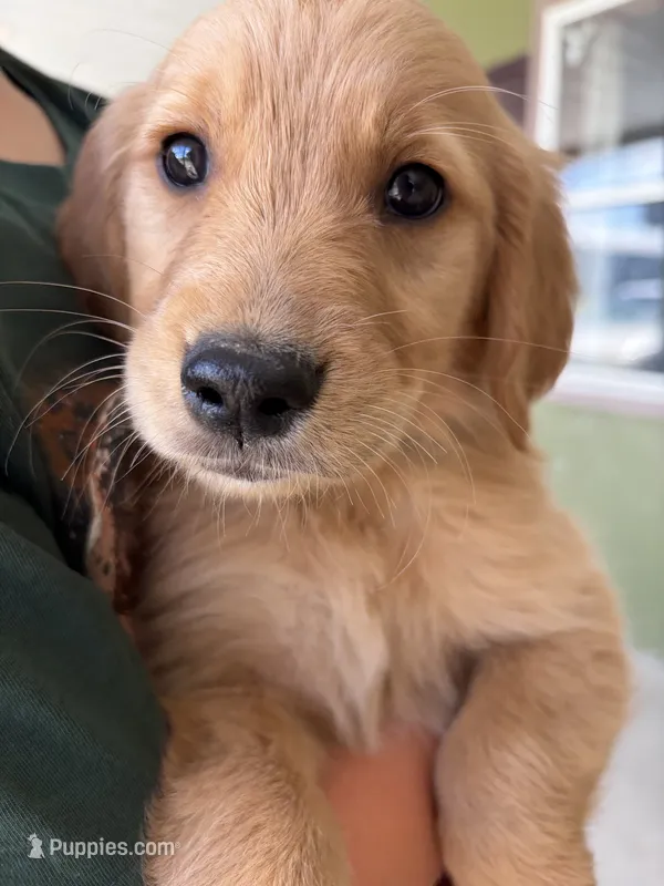 Moose – Golden Retriever puppy for sale in Colorado Springs, CO