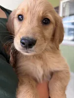 Moose, a male Golden Retriever for sale in Colorado Springs, CO – 1 of 2
