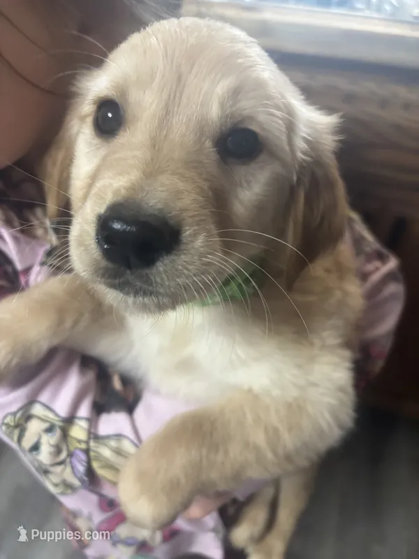 Zuma – Golden Retriever puppy for sale in Colorado Springs, CO