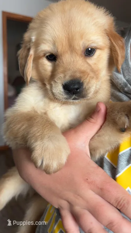 Everest – Golden Retriever puppy for sale in Colorado Springs, CO