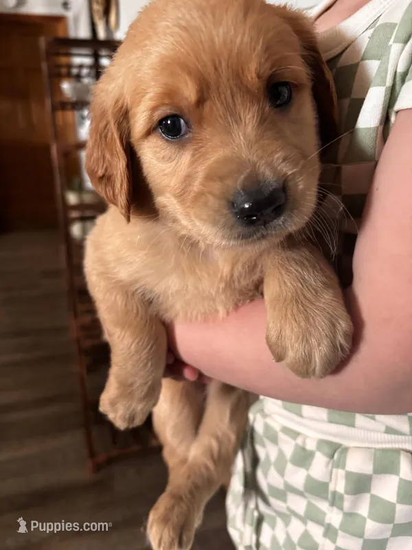 Marshall – Golden Retriever puppy for sale in Colorado Springs, CO