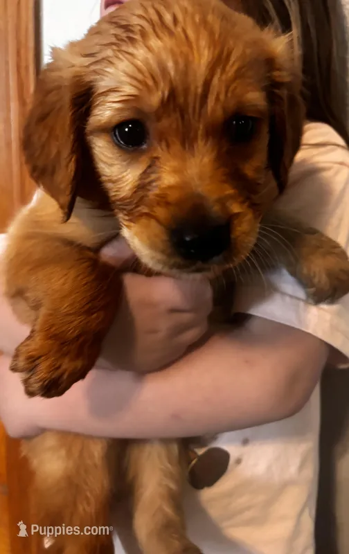 Marshall – Golden Retriever puppy for sale in Colorado Springs, CO