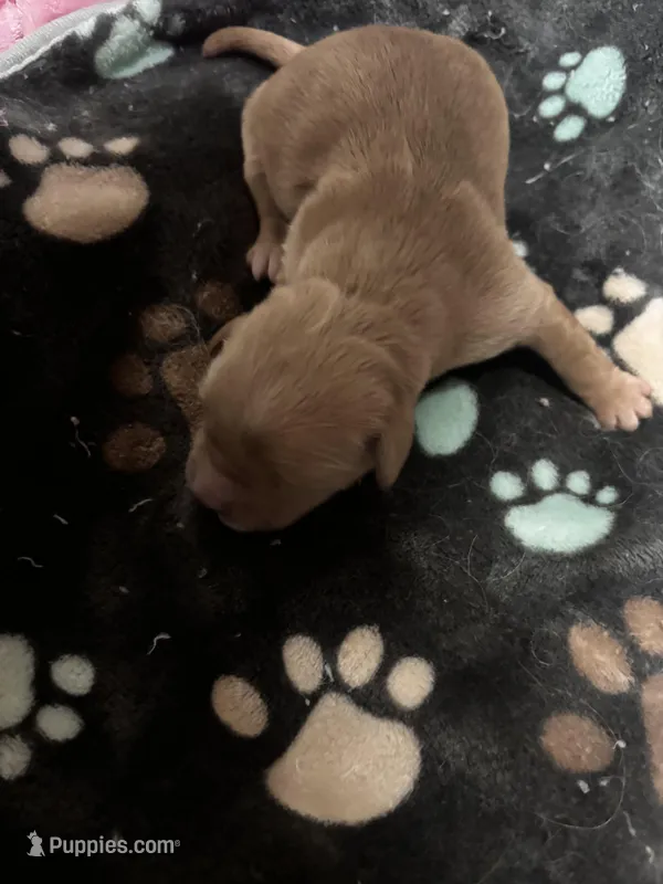 Freddie  – Golden Retriever puppy for sale in Colorado Springs, CO