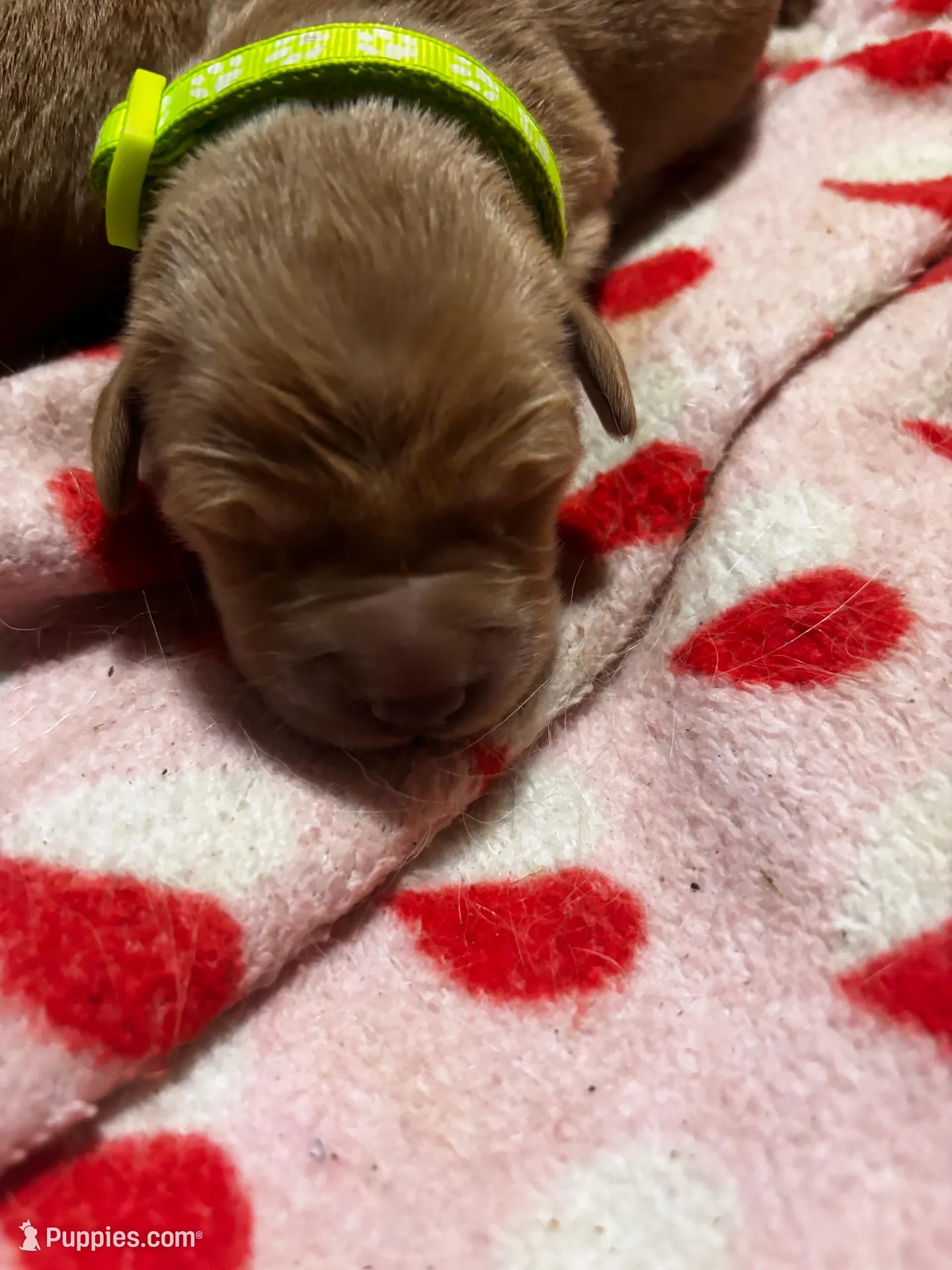 Marshall – Golden Retriever puppy for sale in Denver, CO