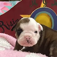 Oscar, a male English Bulldog for sale in Tampa, FL – Photo 4 of 4