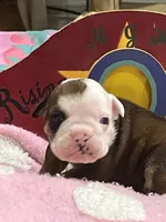 Oscar, a male English Bulldog for sale in Tampa, FL – Photo 4 of 4