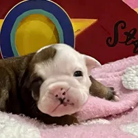 Oscar, a male English Bulldog for sale in Tampa, FL – Photo 2 of 4