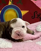 Oscar, a male English Bulldog for sale in Tampa, FL – Photo 2 of 4
