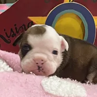 Oscar, a male English Bulldog for sale in Tampa, FL – Photo 3 of 4