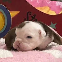 Oscar, a male English Bulldog for sale in Tampa, FL – Photo 1 of 4