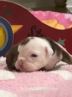 Oscar, a male English Bulldog for sale in Tampa, FL – Photo 1 of 4