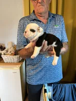 Splash , a female English Bulldog for sale in Tampa, FL – 2 of 2