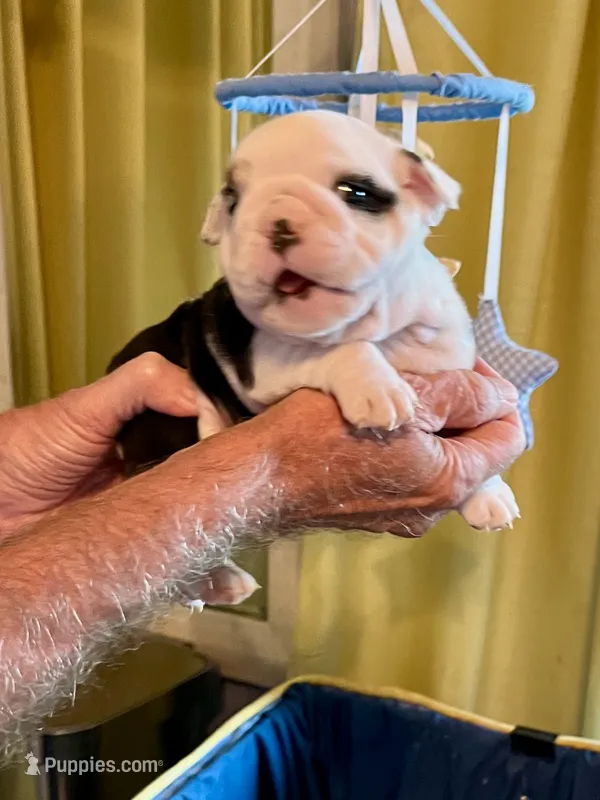 Splash , a female English Bulldog for sale in Tampa, FL – 1 of 2