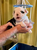 Splash , a female English Bulldog for sale in Tampa, FL – 1 of 2