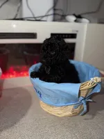 Black Collar Boy, a female English Goldendoodle for sale in Newburgh, NY – Photo 3 of 8