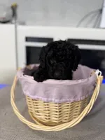 Black Collar Boy, a female English Goldendoodle for sale in Newburgh, NY – Photo 7 of 8