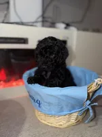 Black Collar Boy, a female English Goldendoodle for sale in Newburgh, NY – Photo 4 of 8