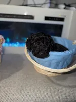 Black Collar Boy, a female English Goldendoodle for sale in Newburgh, NY – Photo 2 of 8