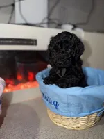 Black Collar Boy, a female English Goldendoodle for sale in Newburgh, NY – Photo 5 of 8